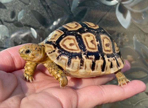 Photo post from carapacecritters.