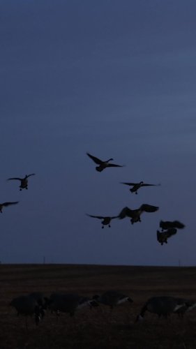 Video post from northernskiesoutfitters.