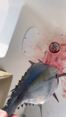 Video post from ejs_fishing_charters.