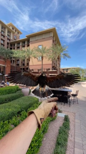 Video post from desertkingsfalconry.