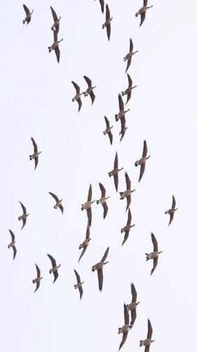 Video post from northernskiesoutfitters.