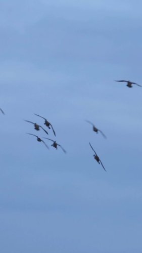 Video post from northernskiesoutfitters.