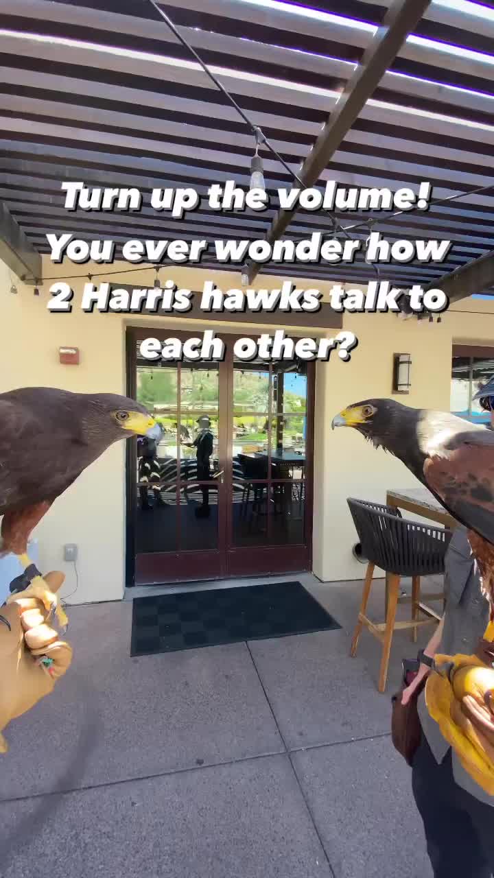 Video post from desertkingsfalconry.