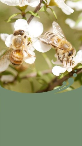 Video post from comvita_au.