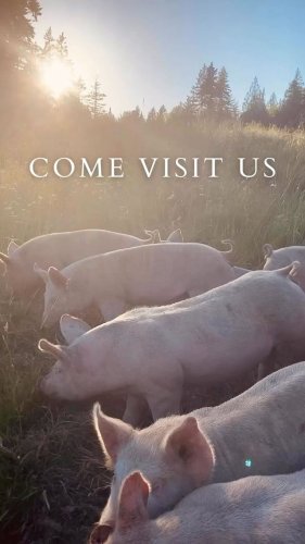 Video post from hungryhollowfarm.