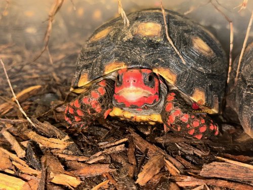 Photo post from carapacecritters.