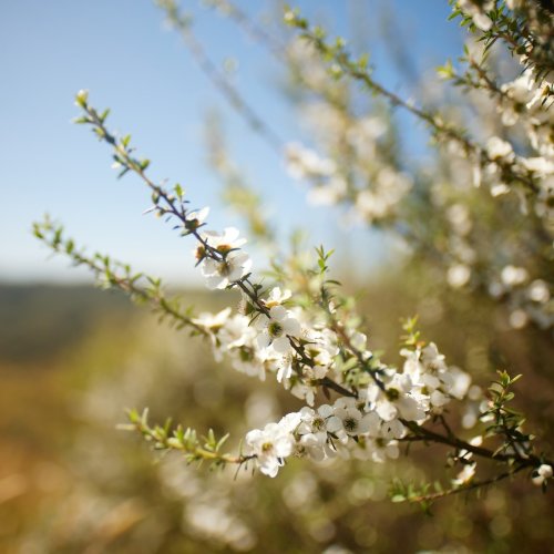 Carousel post from comvita_au.