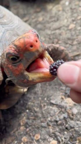 Video post from carapacecritters.