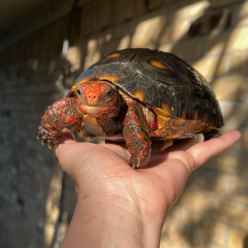 Photo post from carapacecritters.