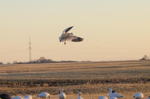 Photo post from northernskiesoutfitters.