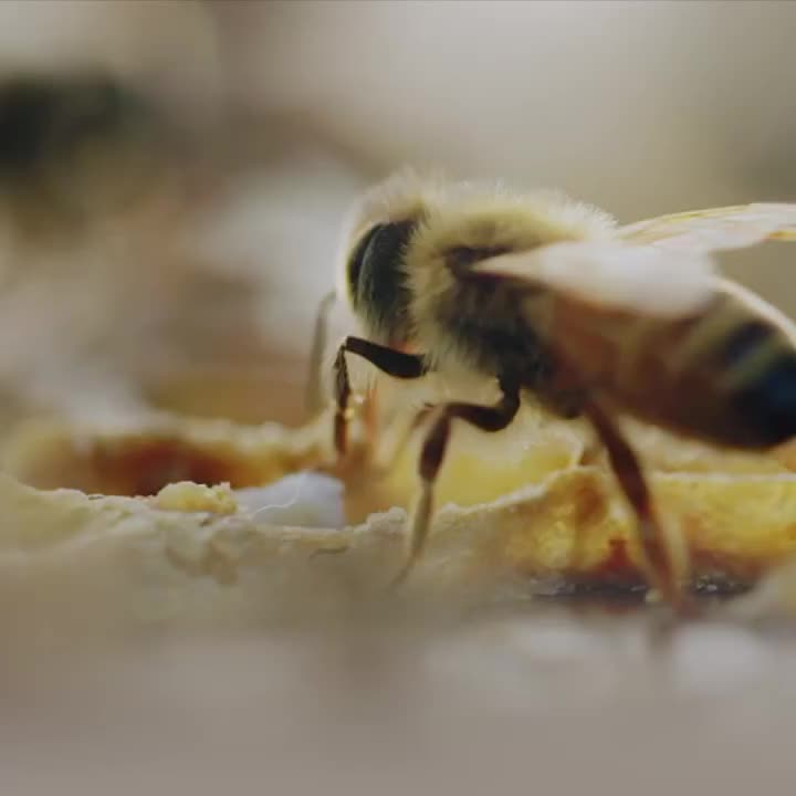 Carousel post from comvita_nz.