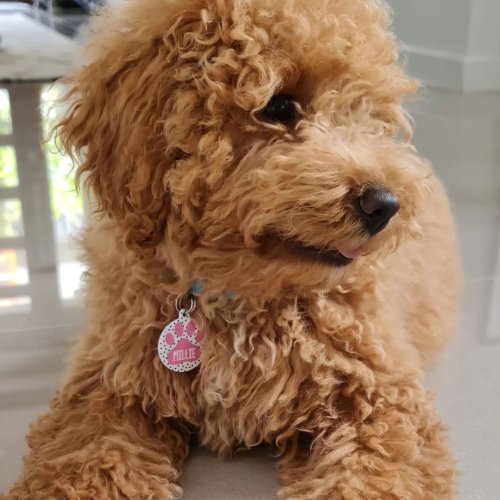 Photo post from furrypeeps.