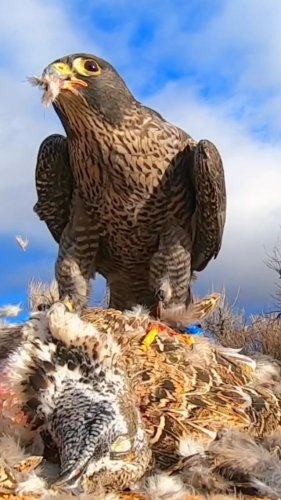 Video post from desertkingsfalconry.