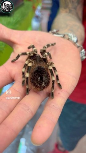 Video post from njexoticpets.