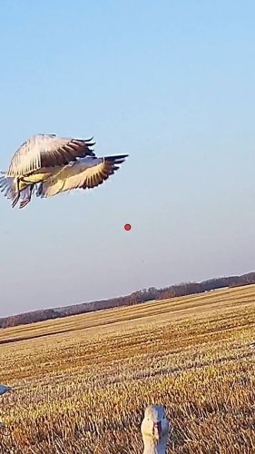 Video post from northernskiesoutfitters.