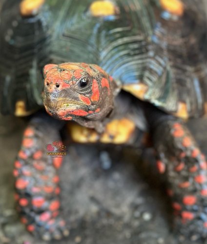 Photo post from carapacecritters.