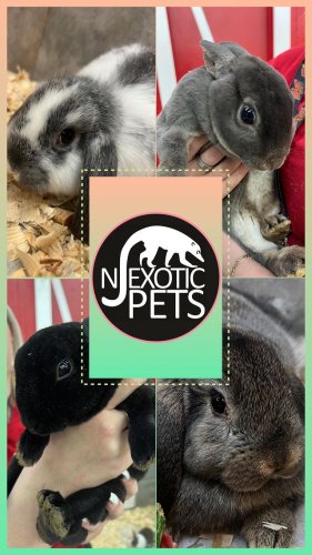 Video post from njexoticpets.