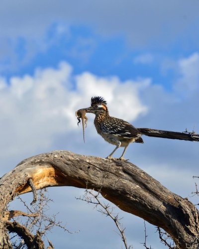 Carousel post from visittucson.