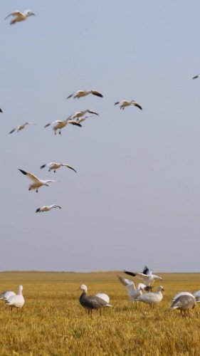 Video post from northernskiesoutfitters.