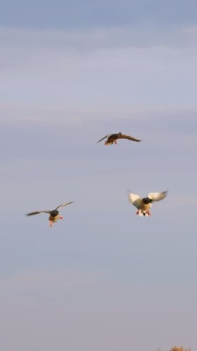 Video post from northernskiesoutfitters.