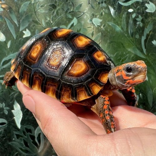 Photo post from carapacecritters.