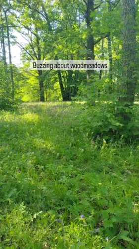 Video post from woodmeadowtrust.