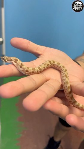 Video post from njexoticpets.