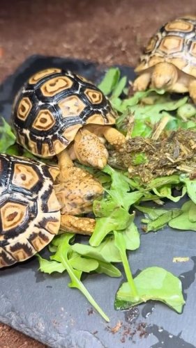 Video post from carapacecritters.