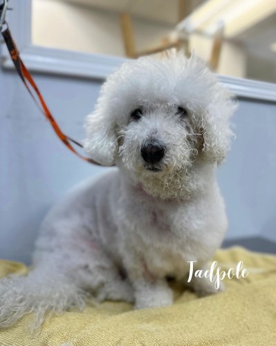 Photo post from familyanimalhospitalcm.