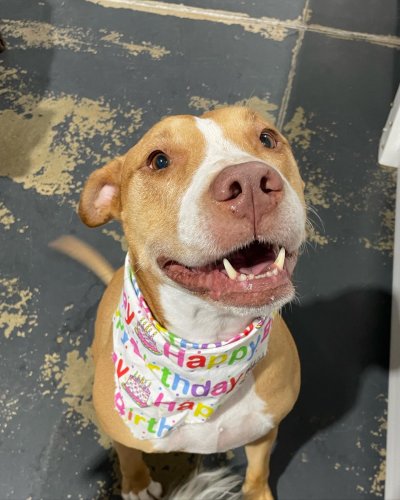 Carousel post from k9playtimedoggydaycare.