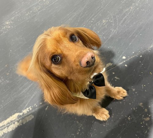 Carousel post from k9playtimedoggydaycare.