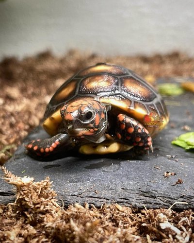 Photo post from carapacecritters.