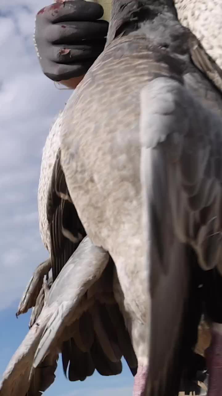 Video post from northernskiesoutfitters.