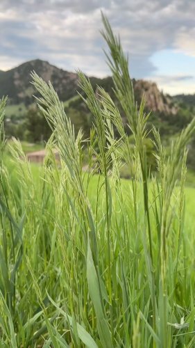 Video post from cacflatirons.