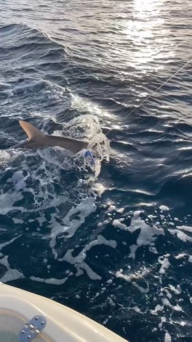 Video post from ejs_fishing_charters.