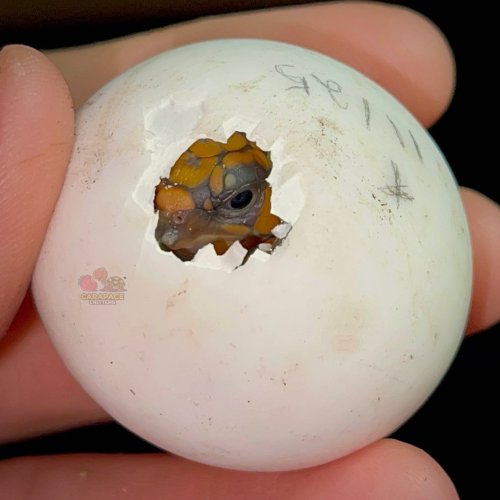 Photo post from carapacecritters.