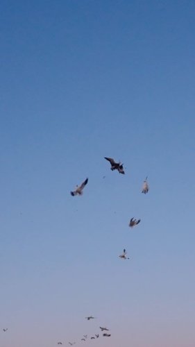 Video post from northernskiesoutfitters.