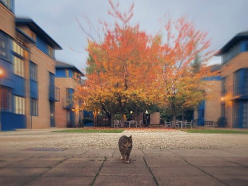 Photo post from wadhamoxford.