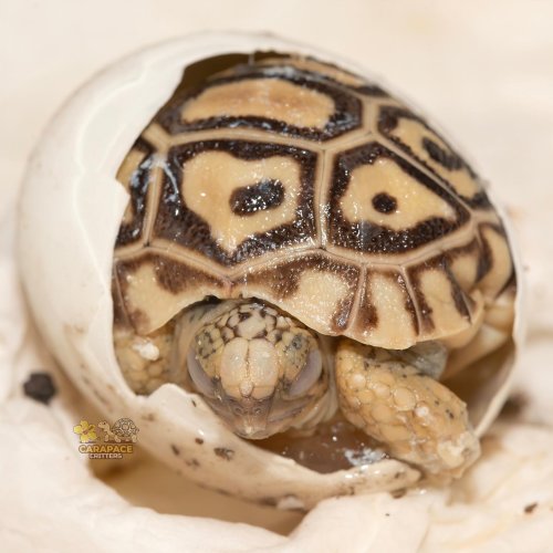 Photo post from carapacecritters.