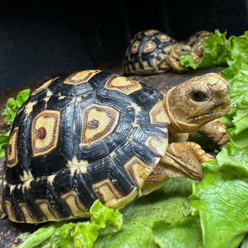 Photo post from carapacecritters.