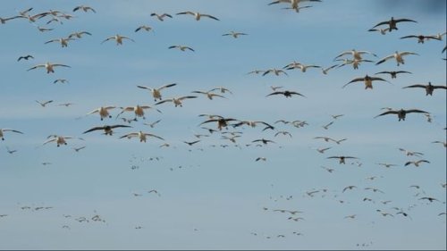 Video post from northernskiesoutfitters.