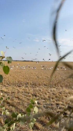 Video post from northernskiesoutfitters.