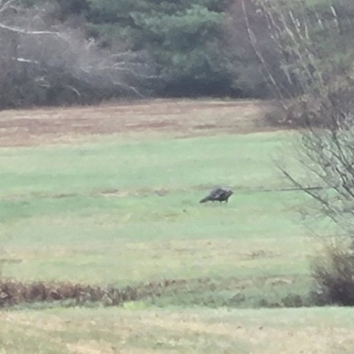 Photo post from reddogguideservice.