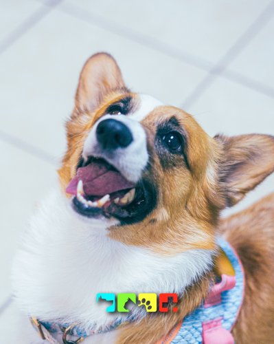 Photo post from medicalpettj.