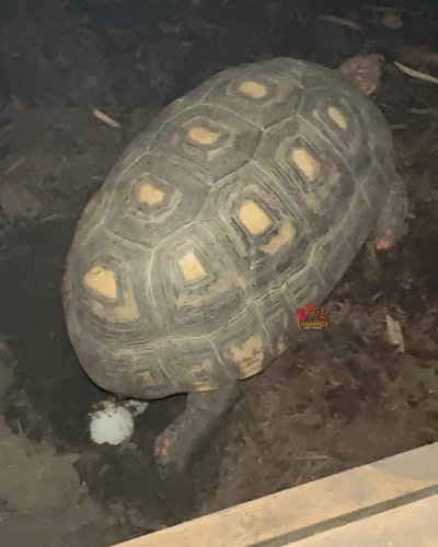 Photo post from carapacecritters.