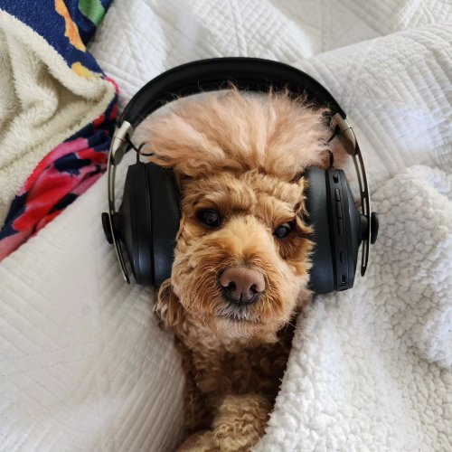 Photo post from furrypeeps.