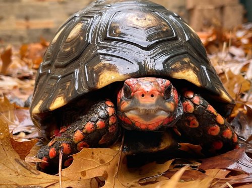 Carousel post from carapacecritters.