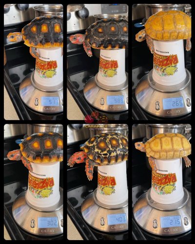 Photo post from carapacecritters.