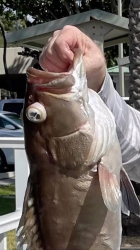 Video post from ejs_fishing_charters.