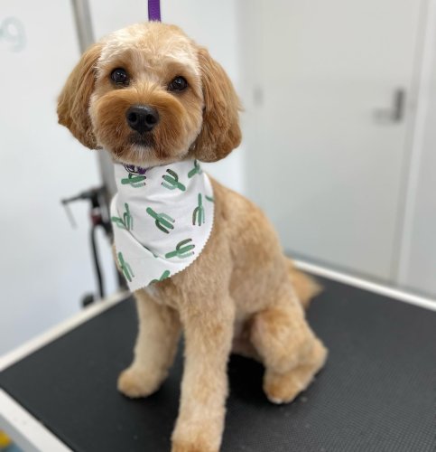 Carousel post from k9playtimedoggydaycare.